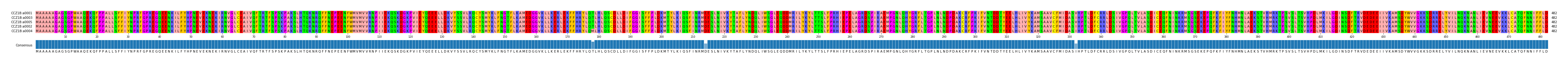 Multiple Alignments (by translate haplotype similarity)