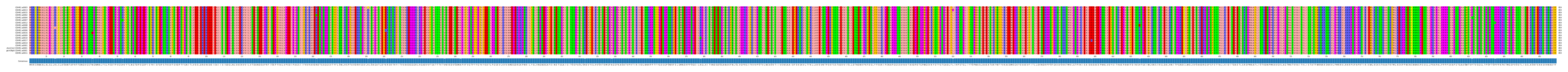 Multiple Alignments (by translate haplotype similarity)