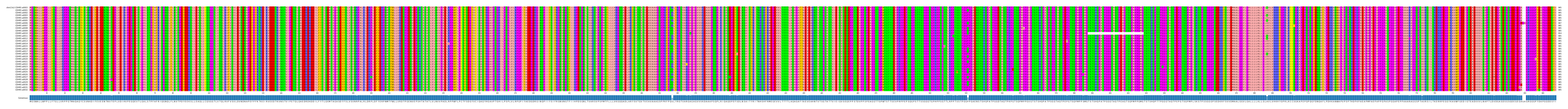 Multiple Alignments (by translate haplotype frequency)