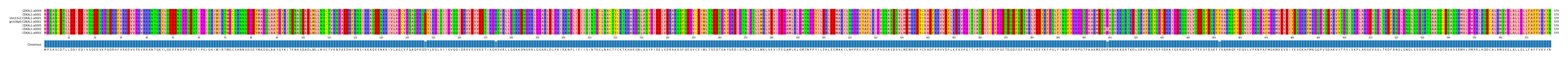 Multiple Alignments (by translate haplotype similarity)