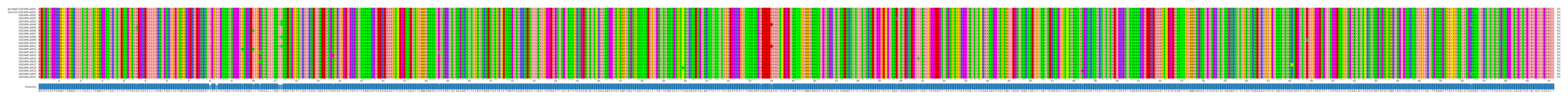 Multiple Alignments (by translate haplotype frequency)