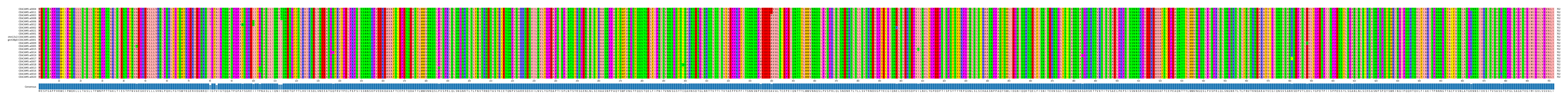 Multiple Alignments (by translate haplotype similarity)