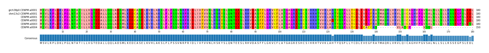 Multiple Alignments (by translate haplotype frequency)