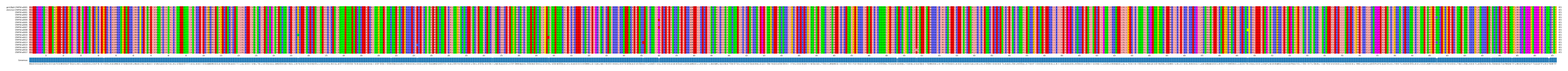Multiple Alignments (by translate haplotype frequency)