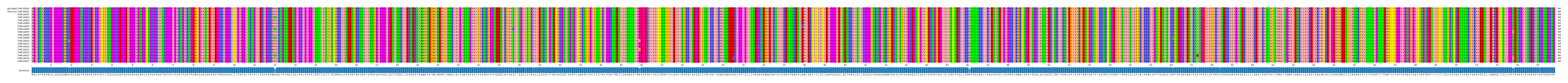 Multiple Alignments (by translate haplotype frequency)