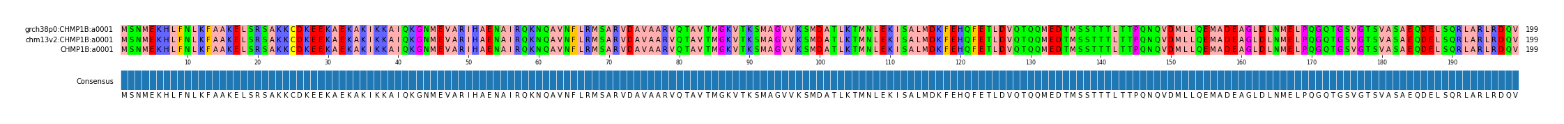 Multiple Alignments (by translate haplotype similarity)