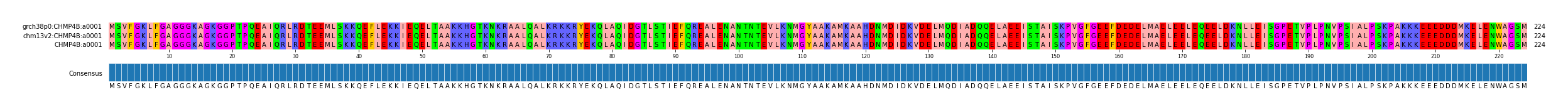 Multiple Alignments (by translate haplotype similarity)