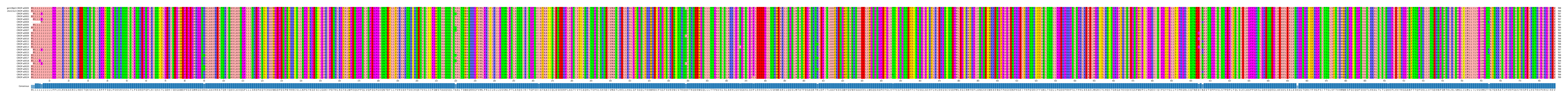 Multiple Alignments (by translate haplotype frequency)