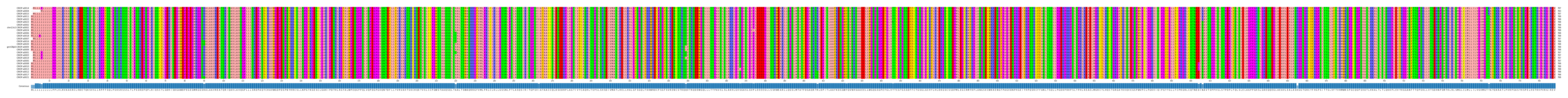 Multiple Alignments (by translate haplotype similarity)