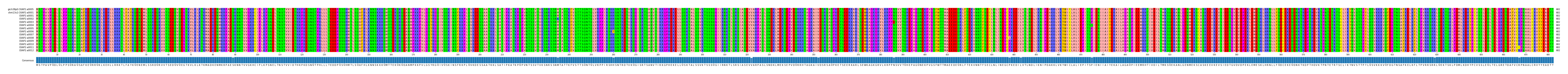 Multiple Alignments (by translate haplotype frequency)