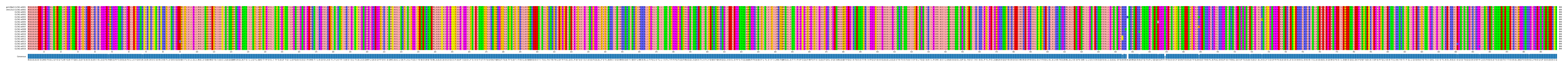 Multiple Alignments (by translate haplotype frequency)