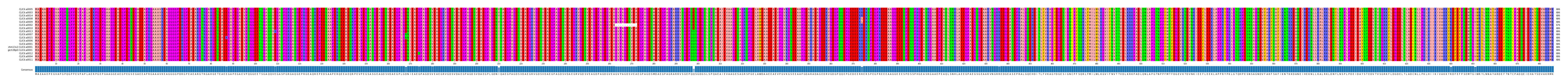 Multiple Alignments (by translate haplotype similarity)