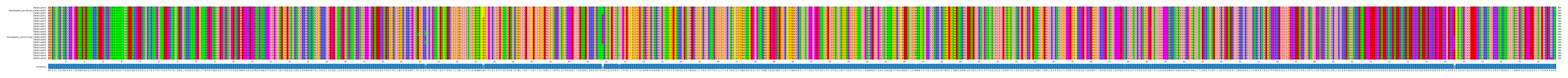 Multiple Alignments (by translate haplotype similarity)
