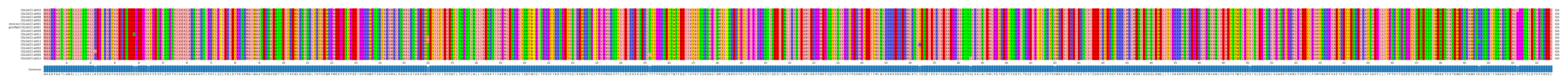 Multiple Alignments (by translate haplotype similarity)