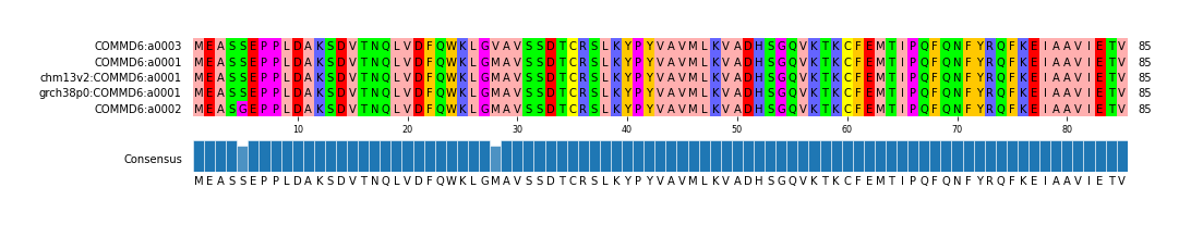Multiple Alignments (by translate haplotype similarity)