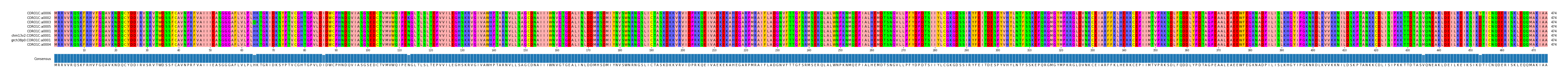 Multiple Alignments (by translate haplotype similarity)