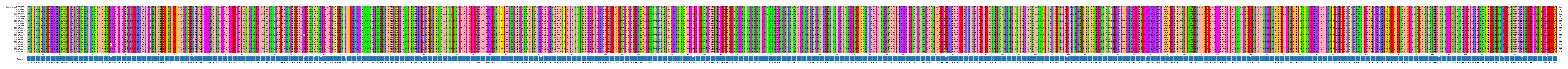 Multiple Alignments (by translate haplotype frequency)