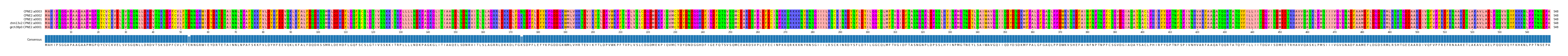 Multiple Alignments (by translate haplotype similarity)