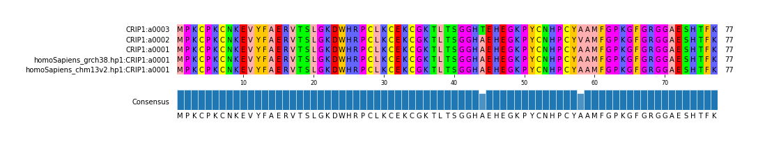 Multiple Alignments (by translate haplotype similarity)