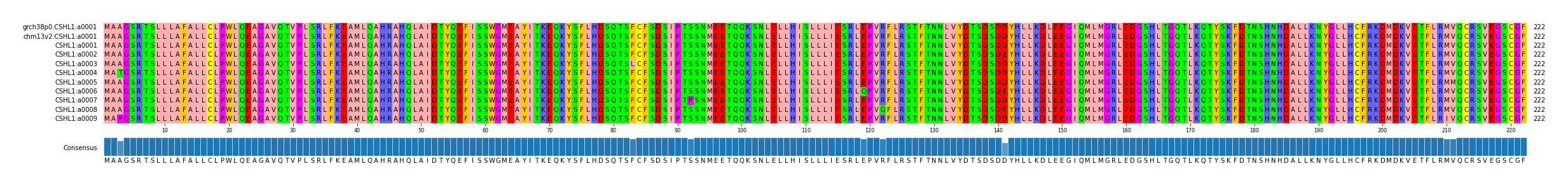Multiple Alignments (by translate haplotype frequency)