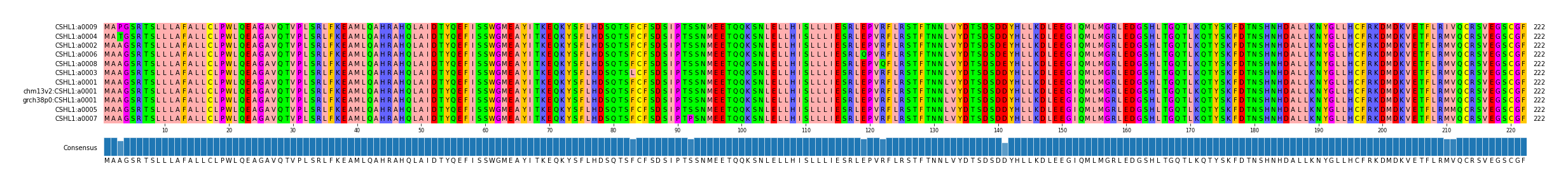 Multiple Alignments (by translate haplotype similarity)