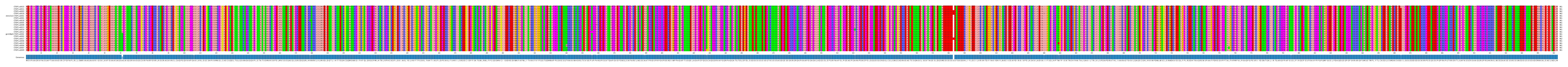 Multiple Alignments (by translate haplotype similarity)