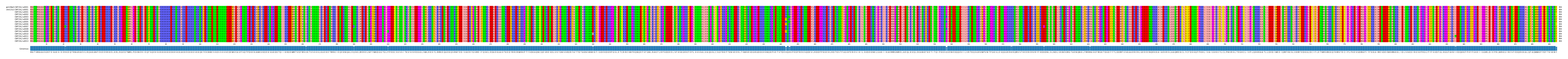 Multiple Alignments (by translate haplotype frequency)