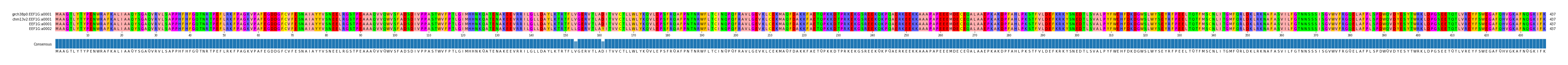 Multiple Alignments (by translate haplotype similarity)