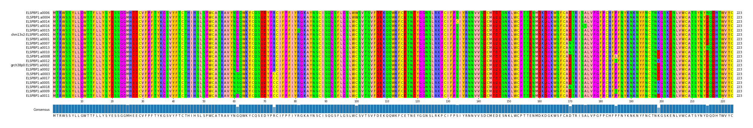 Multiple Alignments (by translate haplotype similarity)