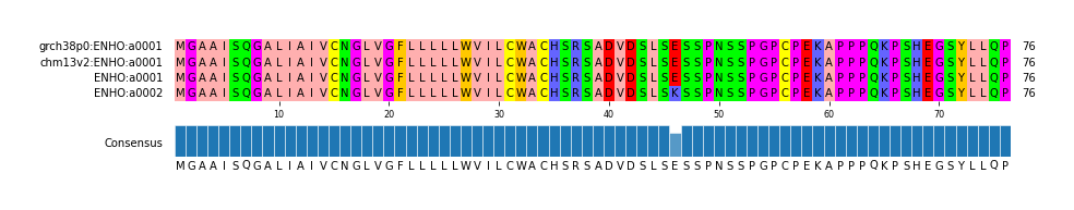 Multiple Alignments (by translate haplotype similarity)