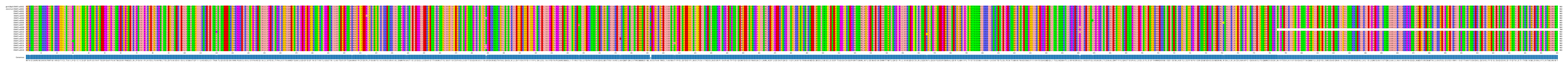 Multiple Alignments (by translate haplotype frequency)
