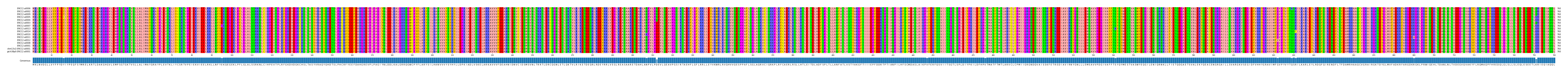 Multiple Alignments (by translate haplotype similarity)