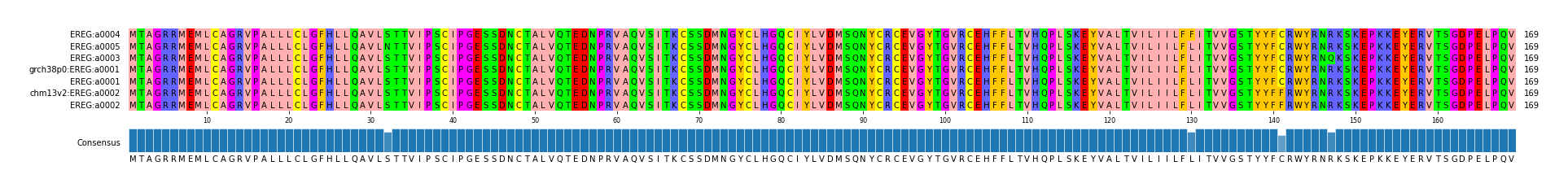 Multiple Alignments (by translate haplotype similarity)