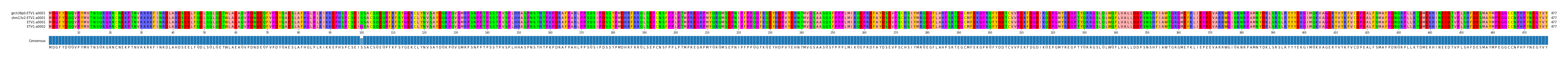 Multiple Alignments (by translate haplotype similarity)
