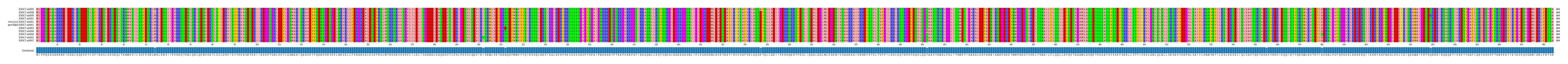 Multiple Alignments (by translate haplotype similarity)