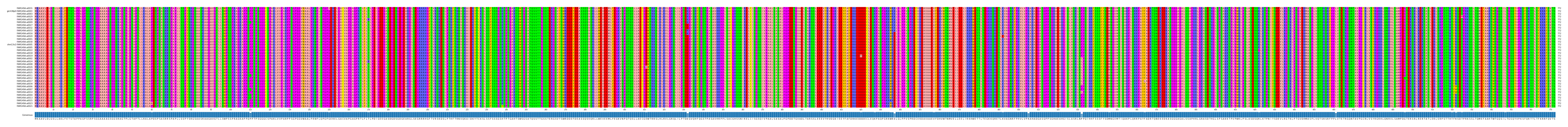 Multiple Alignments (by translate haplotype similarity)