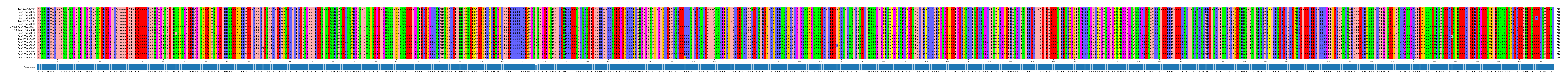 Multiple Alignments (by translate haplotype similarity)