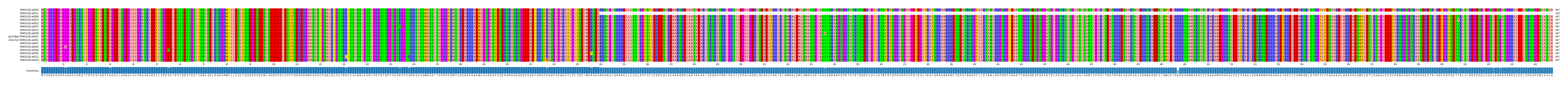 Multiple Alignments (by translate haplotype similarity)