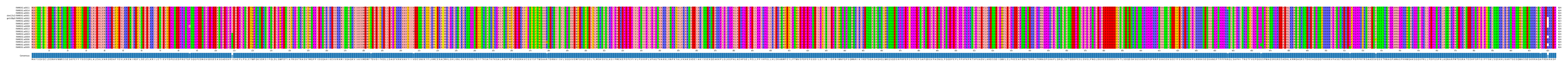Multiple Alignments (by translate haplotype similarity)