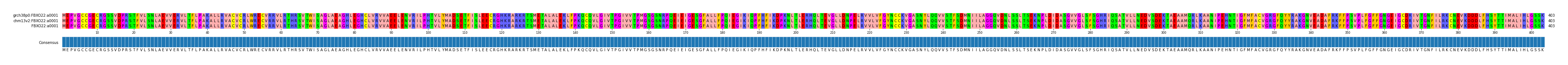 Multiple Alignments (by translate haplotype similarity)