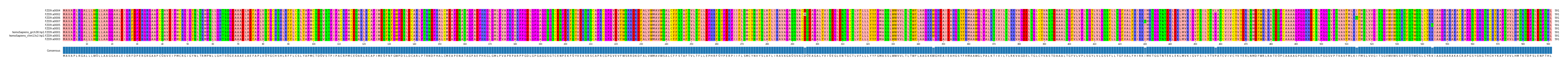 Multiple Alignments (by translate haplotype similarity)