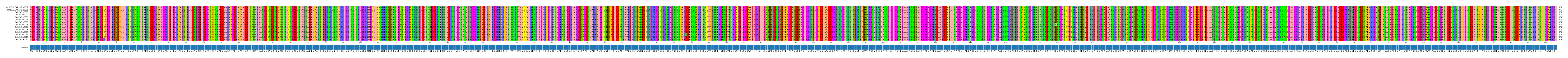 Multiple Alignments (by translate haplotype frequency)