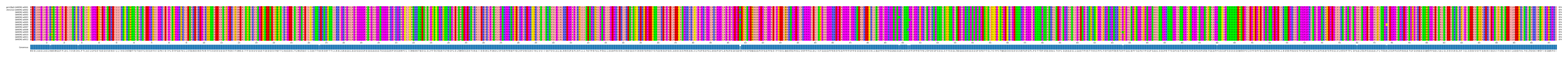 Multiple Alignments (by translate haplotype frequency)