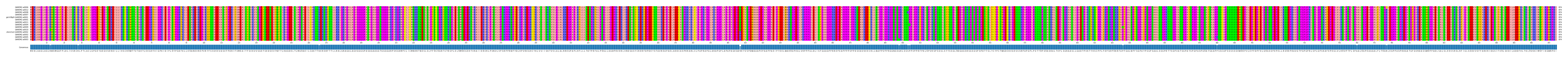 Multiple Alignments (by translate haplotype similarity)