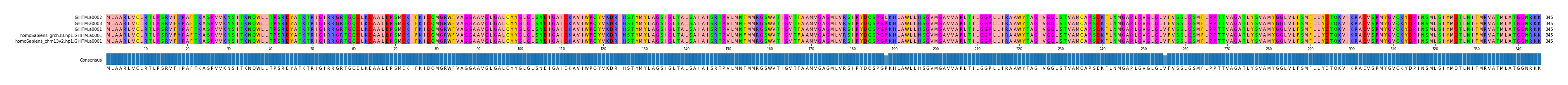Multiple Alignments (by translate haplotype similarity)