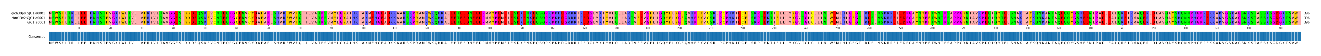 Multiple Alignments (by translate haplotype similarity)