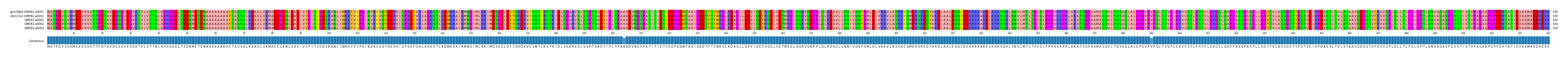 Multiple Alignments (by translate haplotype frequency)