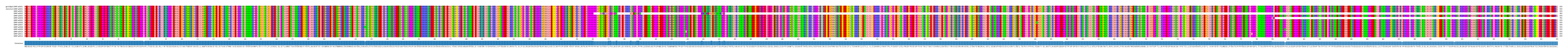Multiple Alignments (by translate haplotype frequency)