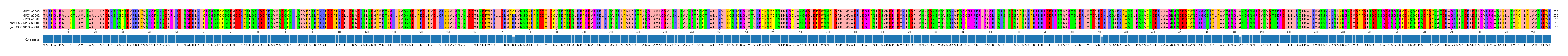 Multiple Alignments (by translate haplotype similarity)