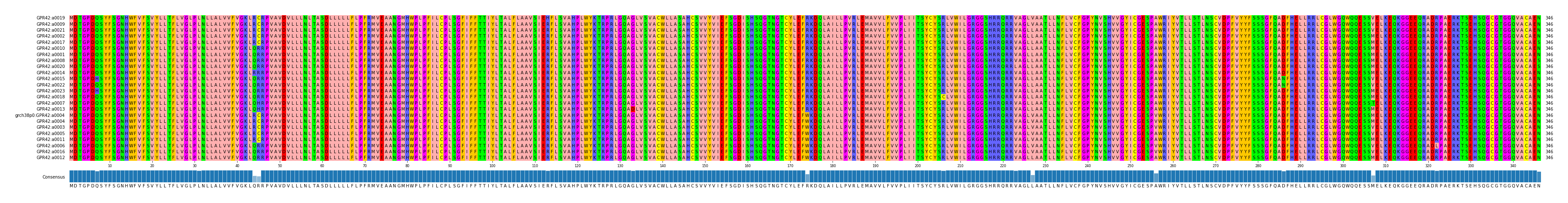 Multiple Alignments (by translate haplotype similarity)